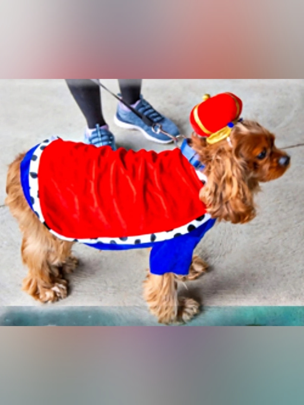Bootique Majestic King Dog Costume Red & Blue Pet Costume Halloween XXL